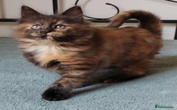 Maine Coon cats for sale: Beautiful Maine Coon kittens  - Image 7