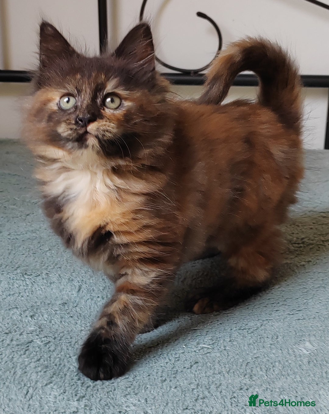 Maine Coon cats for sale: Beautiful Maine Coon kittens  - Image 7