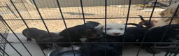 Cocker Spaniel dogs for sale: Cocker spaniel pups  - Advert 3