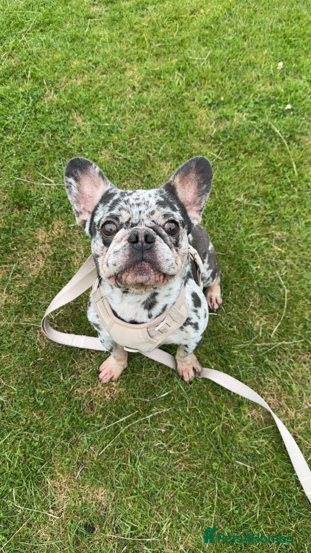 French Bulldog dogs Rocco frenchbulldog merle - Advert 6