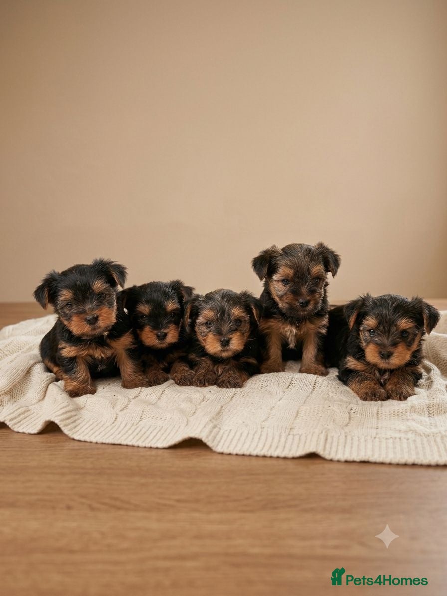 Yorkshire Terrier dogs Beautiful puppies  - Advert 12