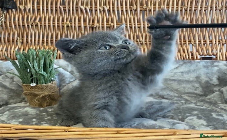 British Shorthair cats for sale - Advert 1