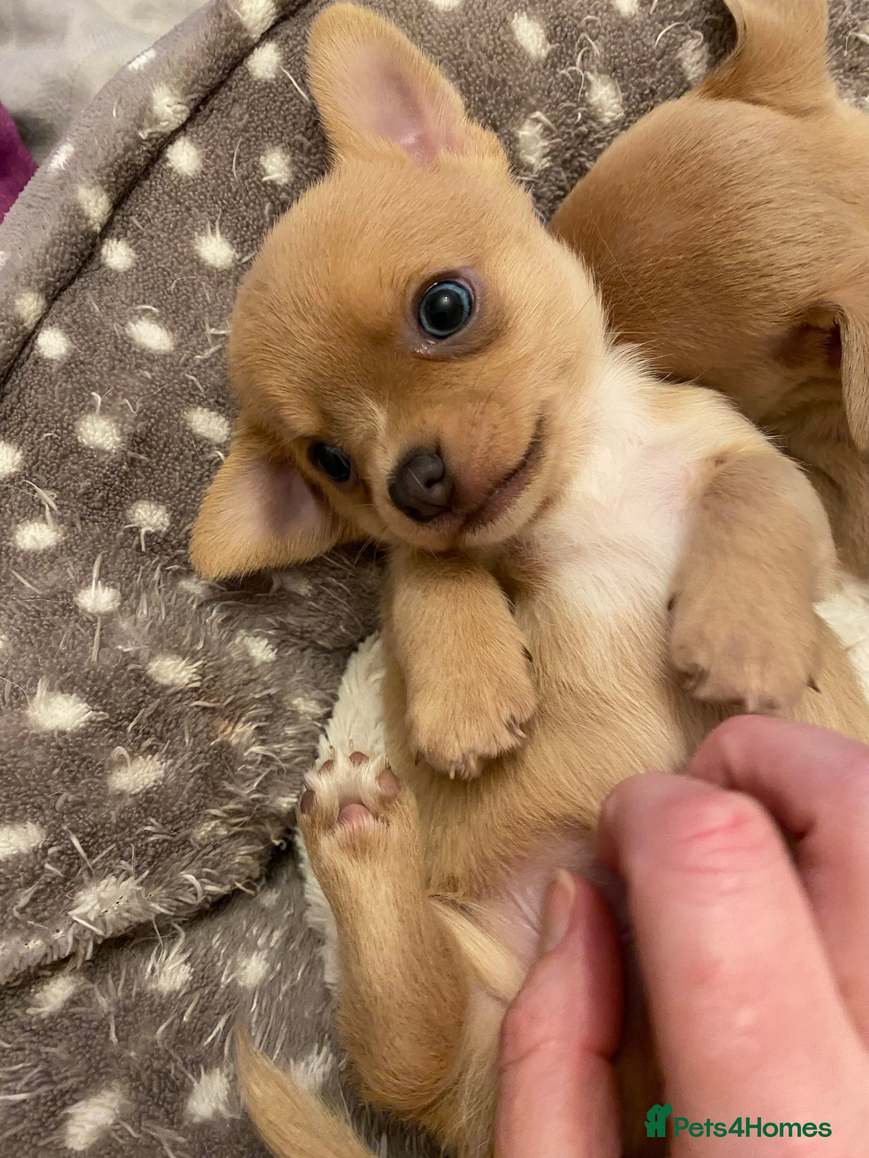 Chihuahua dogs Stunning Chihuahuas  - Advert 3