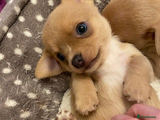 Chihuahua dogs Stunning Chihuahuas - Advert 3