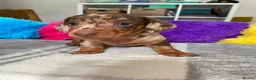 Miniature Dachshund dogs for sale: 🐶 READY NOW 🐶 - Advert 11