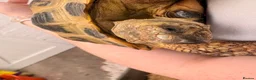 Tortoise reptiles for sale: Female tortoise girl  - Advert 5