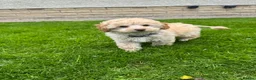 Toy Poodle dogs for sale: KC Registered Pedigree Toy Poodle Boy Ready Now - Advert 4
