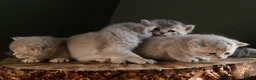 British Shorthair cats for sale: BSHs Lilac Golden Shaded & Blue Golden TickedTabby - Advert 5