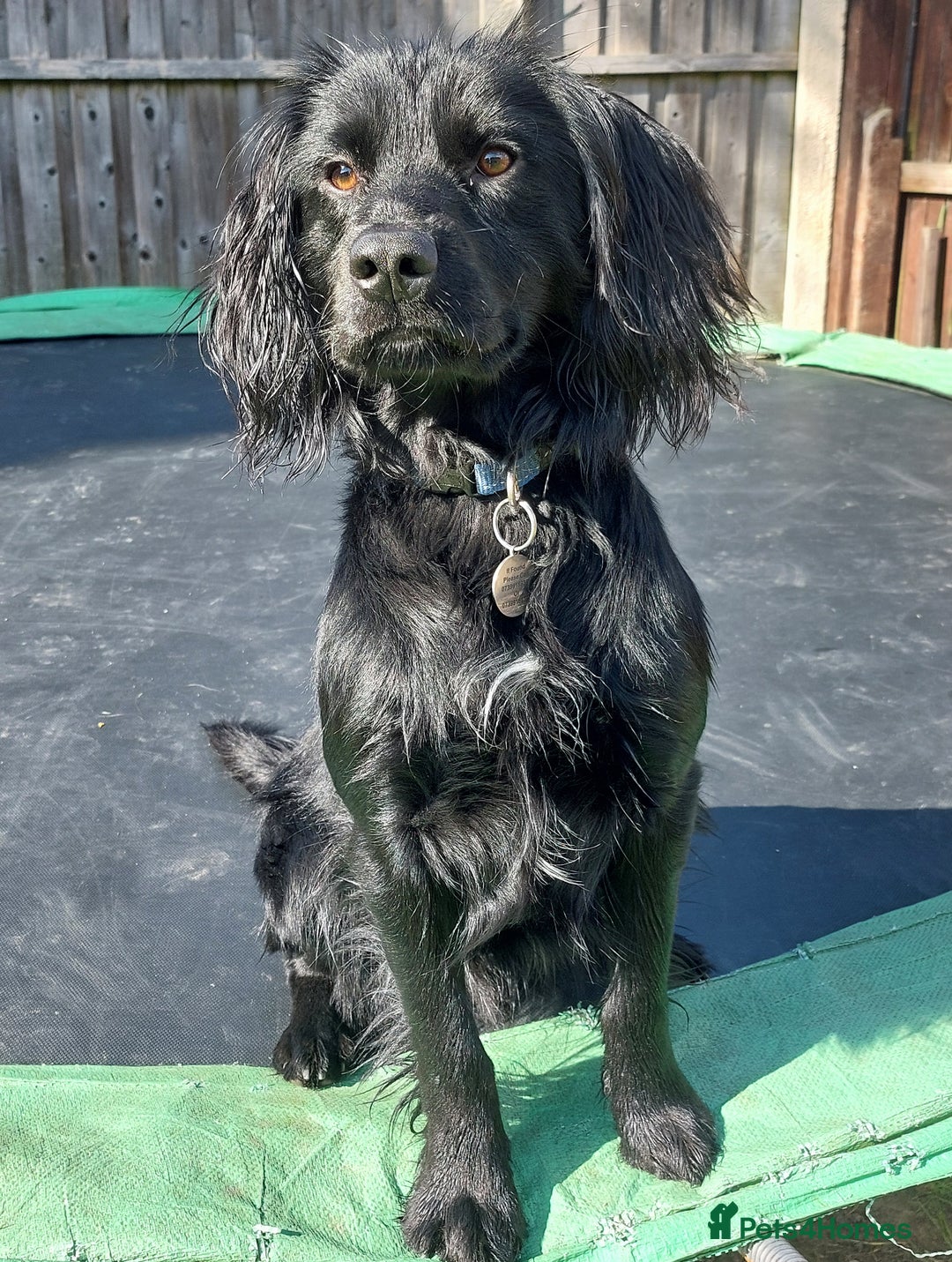 Cocker Spaniel dogs for adoption: Child friendly Milo wants a new forever home - Image 3