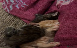 Mixed Breed cats for sale: My lovely cat for sell  - Image 6