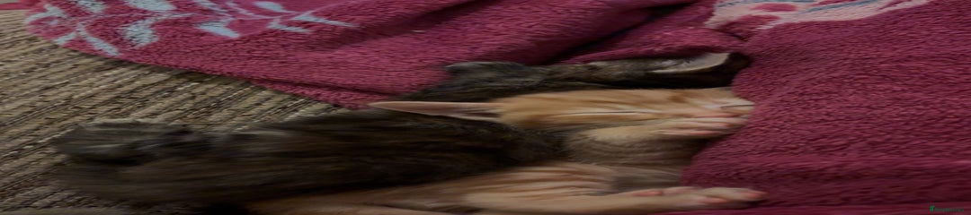 Mixed Breed Kitten 1