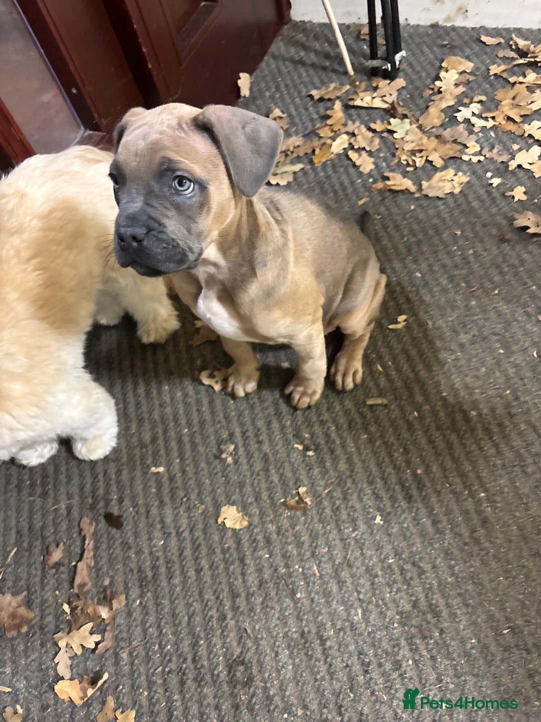 Cane Corso dogs for sale: 🔥CONFIDENT & BRAVE CANE CORSO PUPPY -HIGH DRIVE🔥 - Advert 3