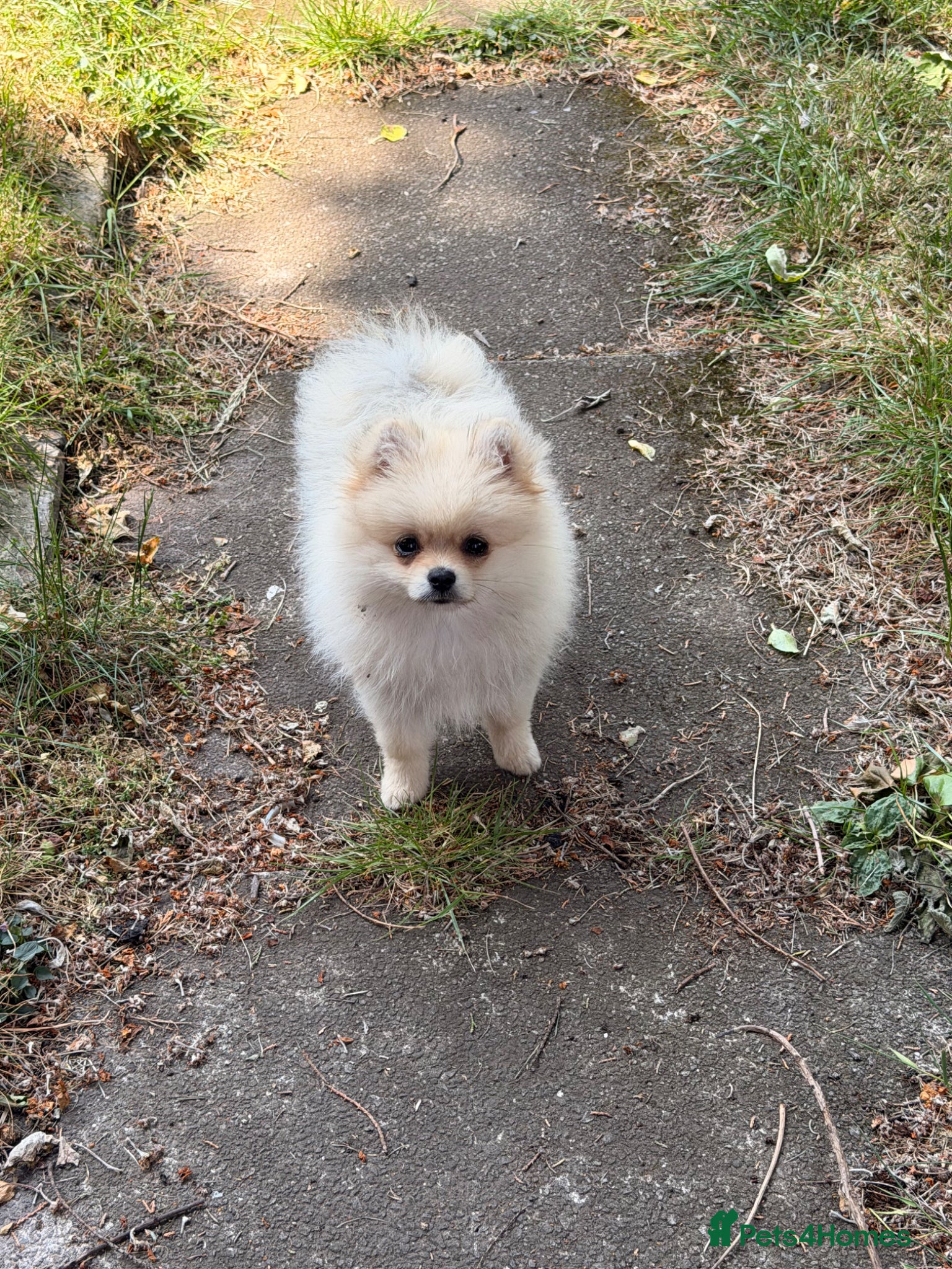 Pomeranian dogs ✨Exceptional Pomeranian Puppy -Ready Now✨ - Advert 8