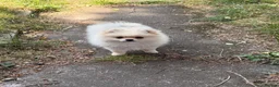 Pomeranian dogs for sale: ✨Exceptional Pomeranian Puppy -Ready Now✨ - Advert 1