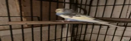 Budgerigars birds for sale: Female budgie with cage and food in Birmingham - Advert 2