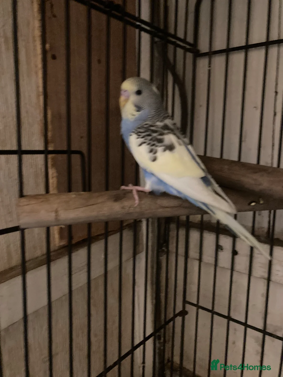 Budgerigars birds for sale: Female budgie with cage and food in Birmingham - Advert 2