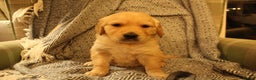 Golden Retriever dogs for sale: KC reg health tested dark golden retriever puppies - Advert 10
