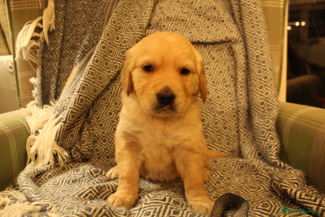 Golden Retriever dogs for sale: KC reg health tested dark golden retriever puppies - Advert 10