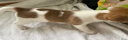 Jack Russell dogs for sale: Beautiful Jack Russell puppies  - Advert 4