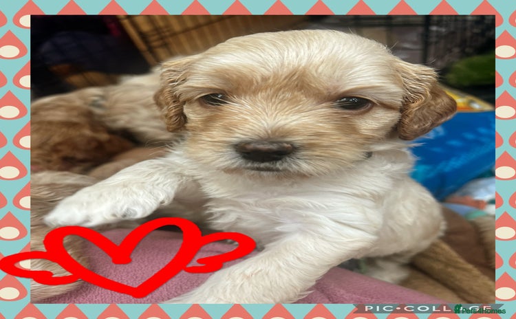 Australian Labradoodle dogs - Advert 1
