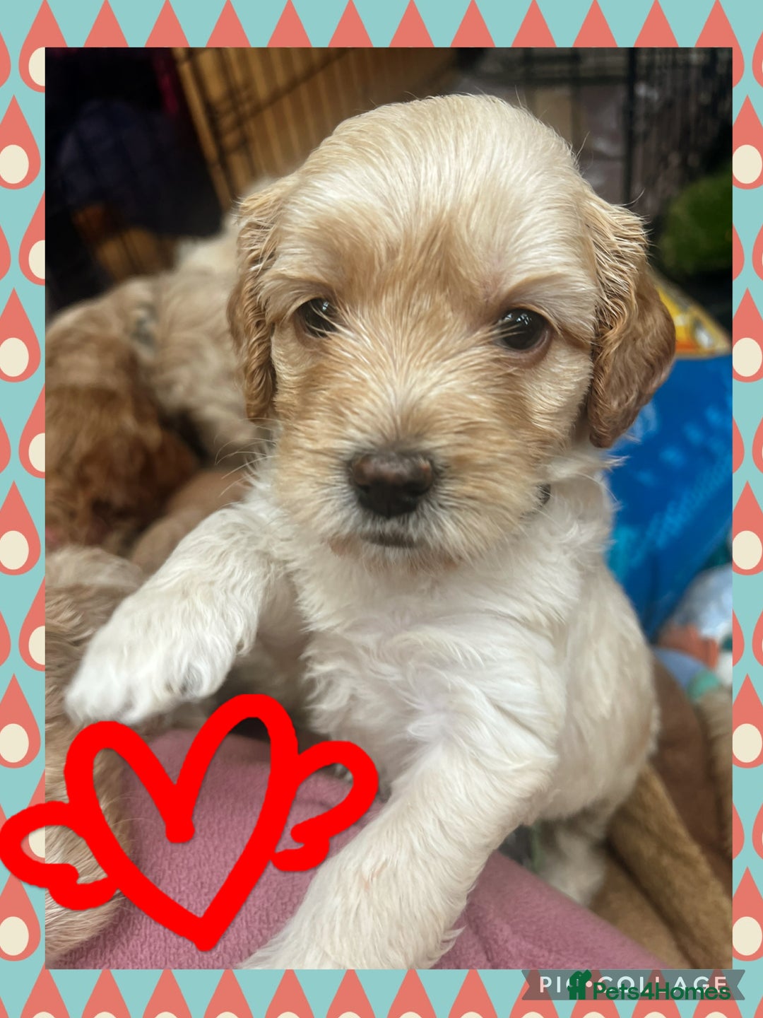 Australian Labradoodle dogs for sale: ♥️ 1 girl left ♥️ tiny tails , big hearts ♥️  - Image 8