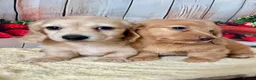 Miniature Dachshund dogs for sale: Miniature Long-Haired cream Dachshund Puppies  - Advert 2