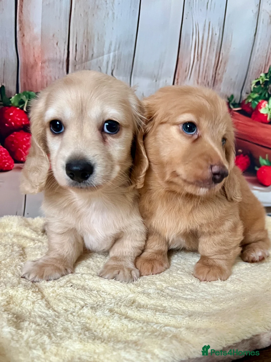 Miniature Dachshund dogs for sale: Miniature Long-Haired cream Dachshund Puppies  - Advert 2