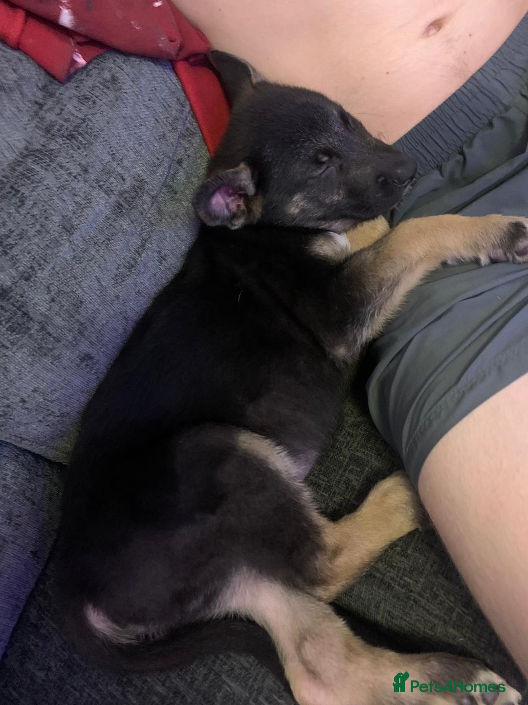 Belgian Shepherd Dog dogs for sale: 2 beautiful 8 week old Belgian shepherd dog - Advert 2