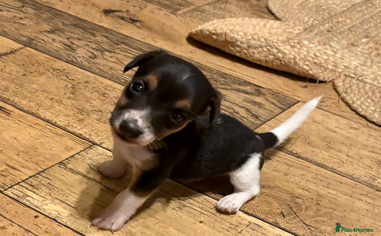 Jack Russell dogs - Advert 2