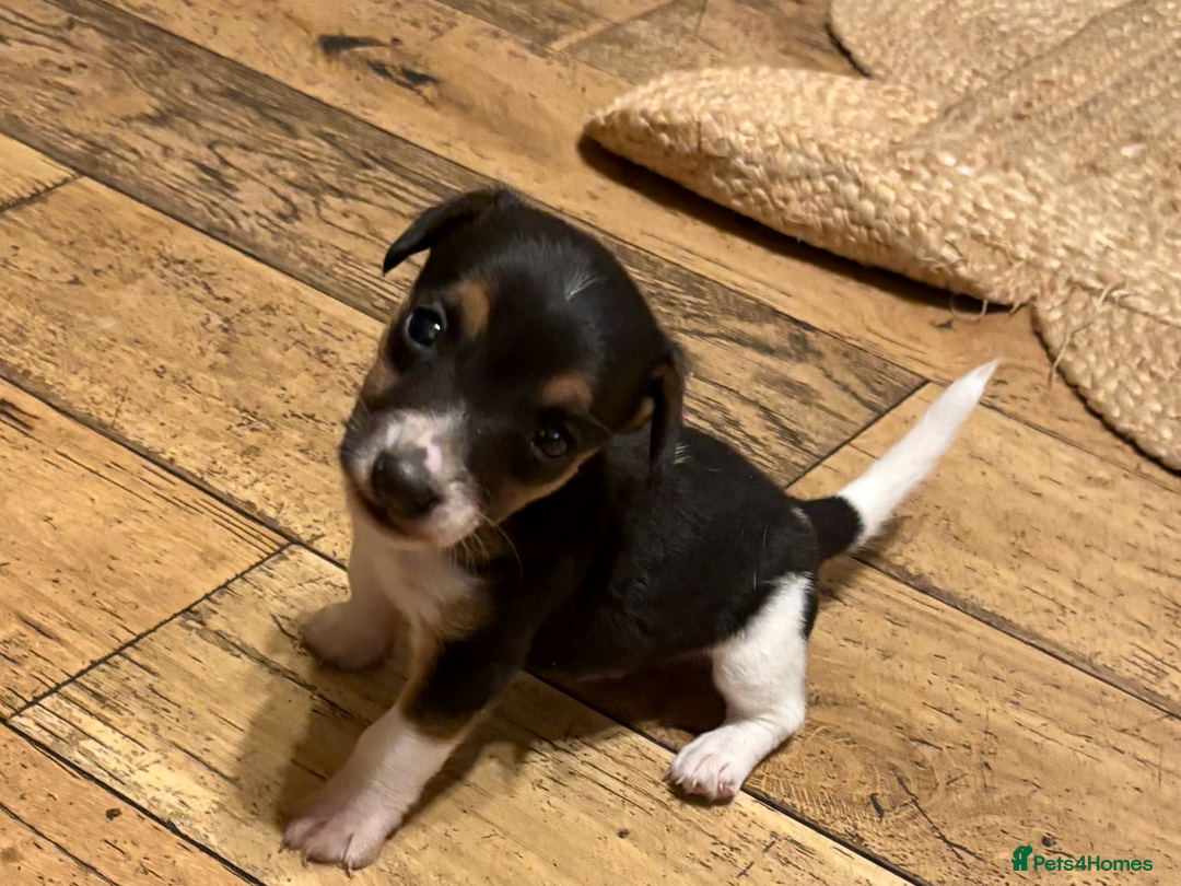 Jack Russell dogs for sale: Jack Russell pup - Image 1