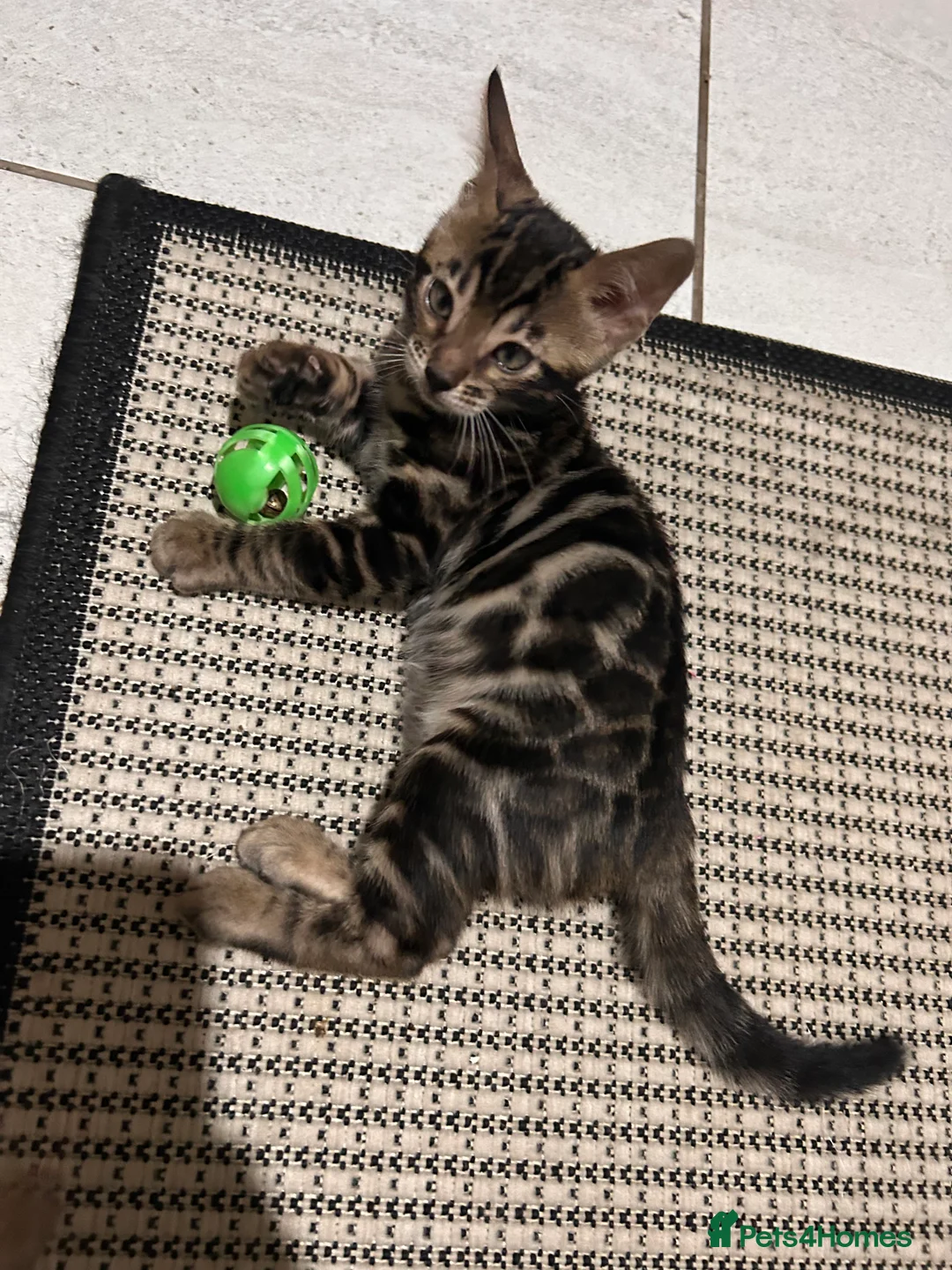 Bengal cats for sale: Beautiful Bengal Kittens - Advert 2