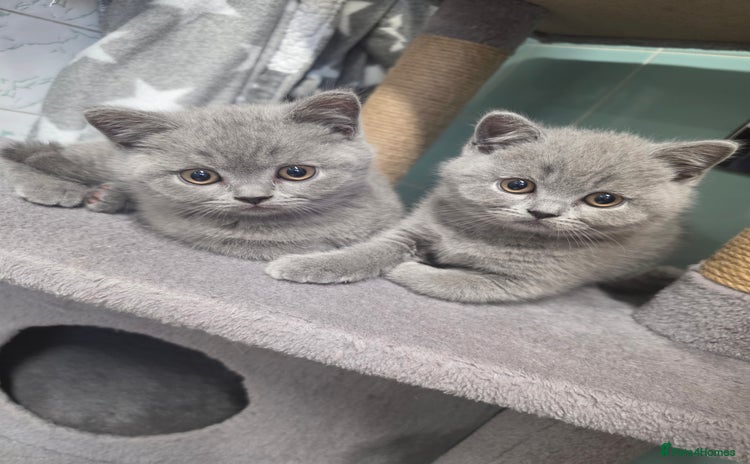 British Shorthair cats - Advert 14