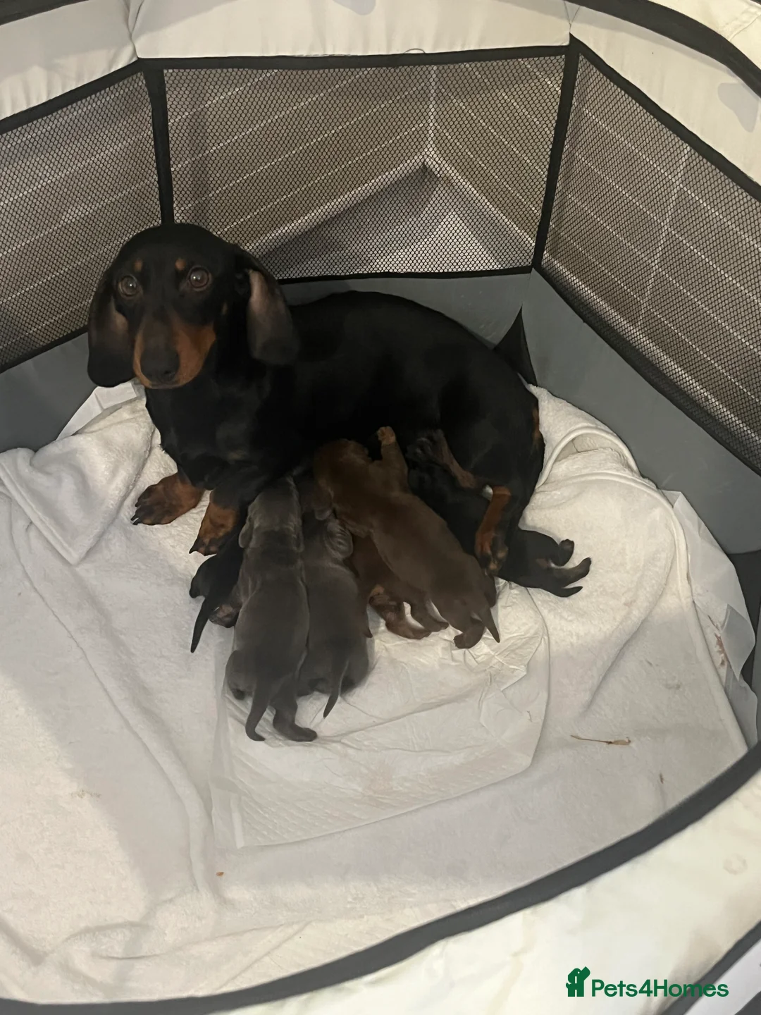 Miniature Dachshund dogs for sale: Gorgeous litter of mini dachshund puppies❤️ - Advert 2
