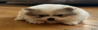 Pomeranian Puppy 2 Casper