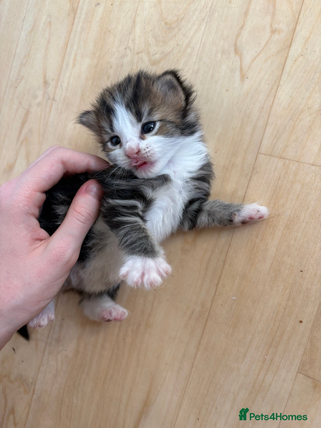 British Shorthair cats for sale: 11 SHORTHAIRED AND LONGHAIRED KITTENS - Image 32