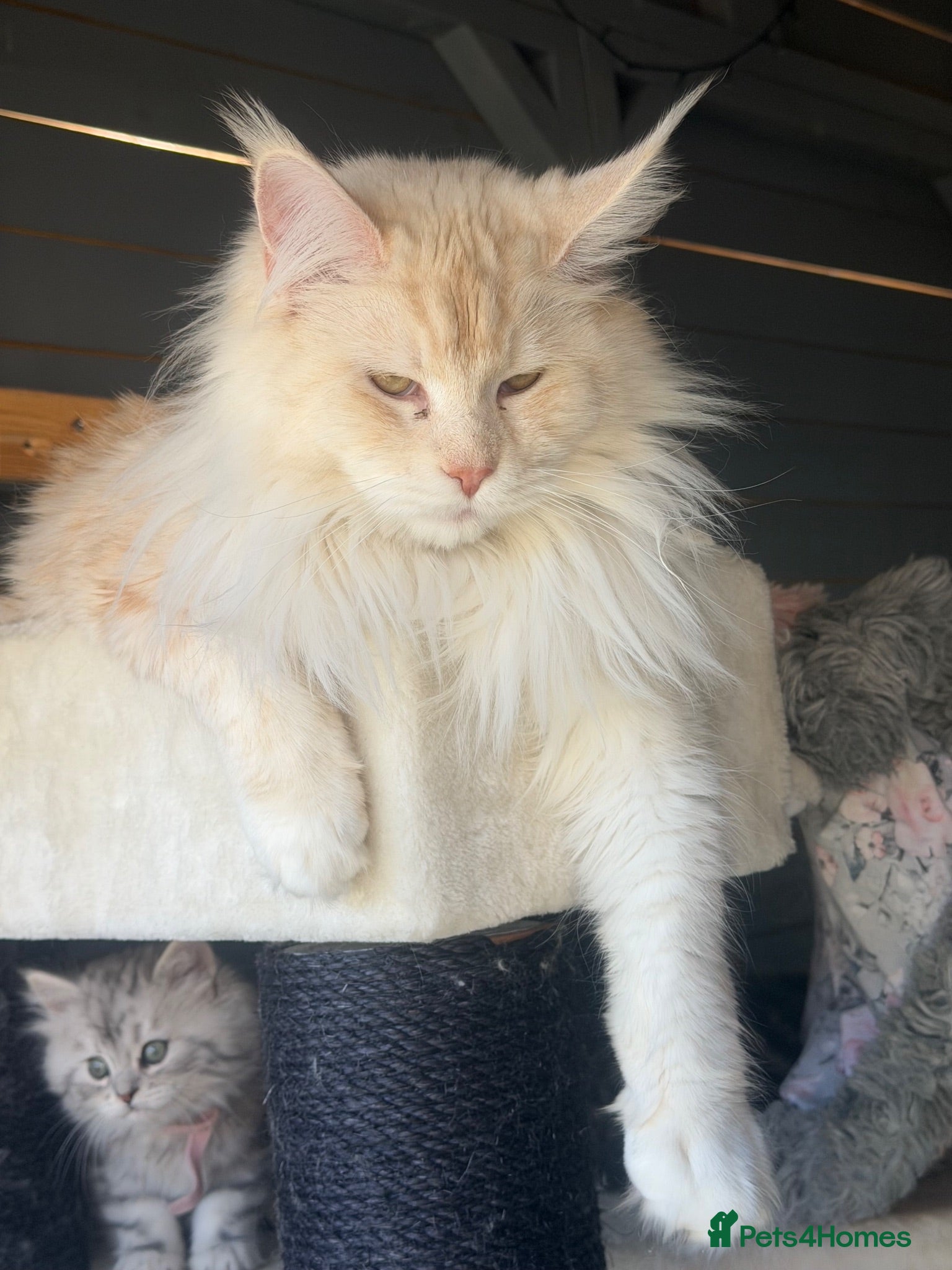 Maine Coon cats Maine coon girl 1year old  - Advert 18