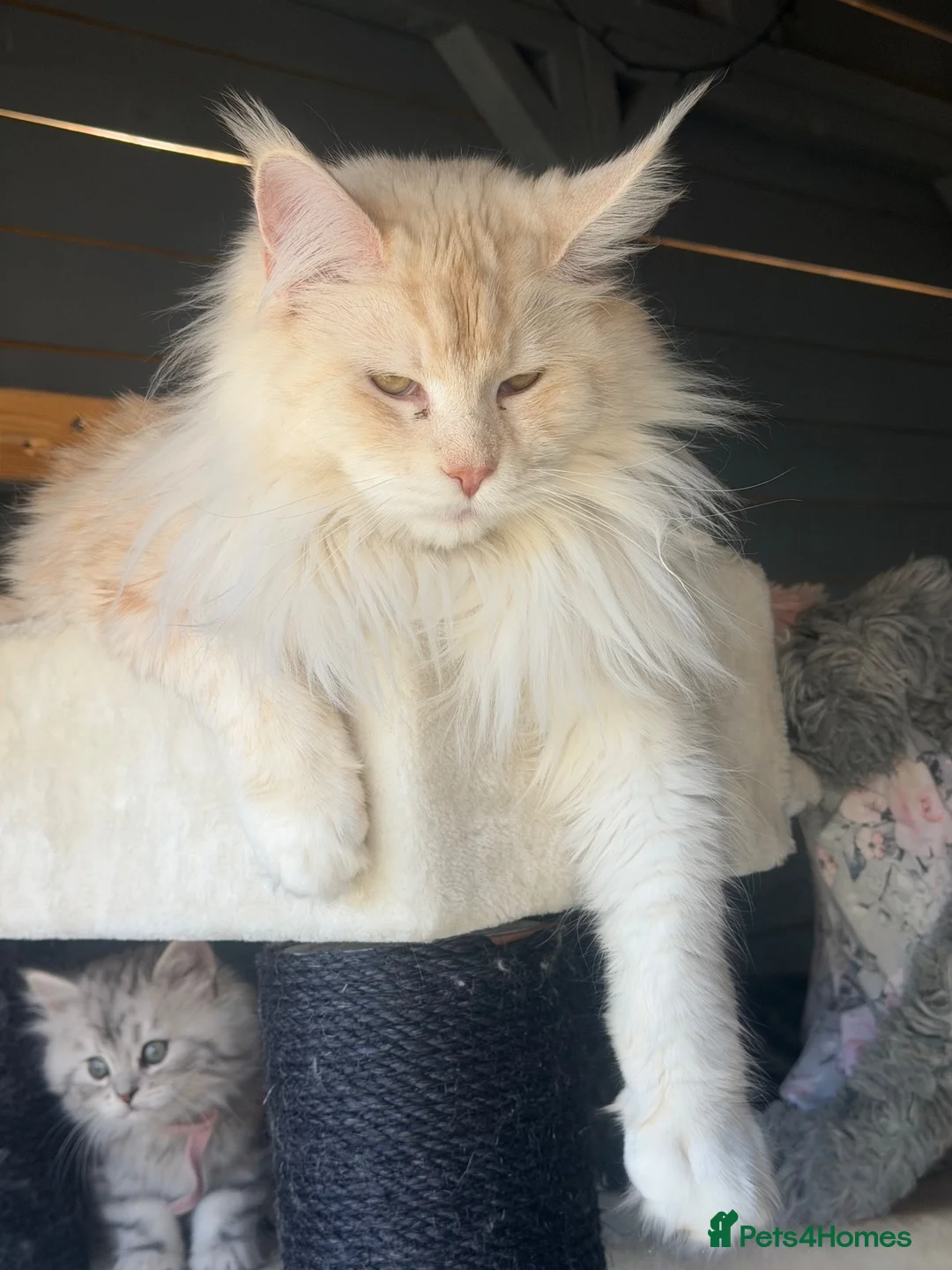 Maine Coon cats for sale: Maine coon girl 1year old  - Advert 1