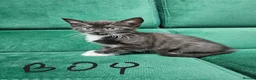 Mixed Breed cats for sale: Kittens ready for new home  - Advert 4