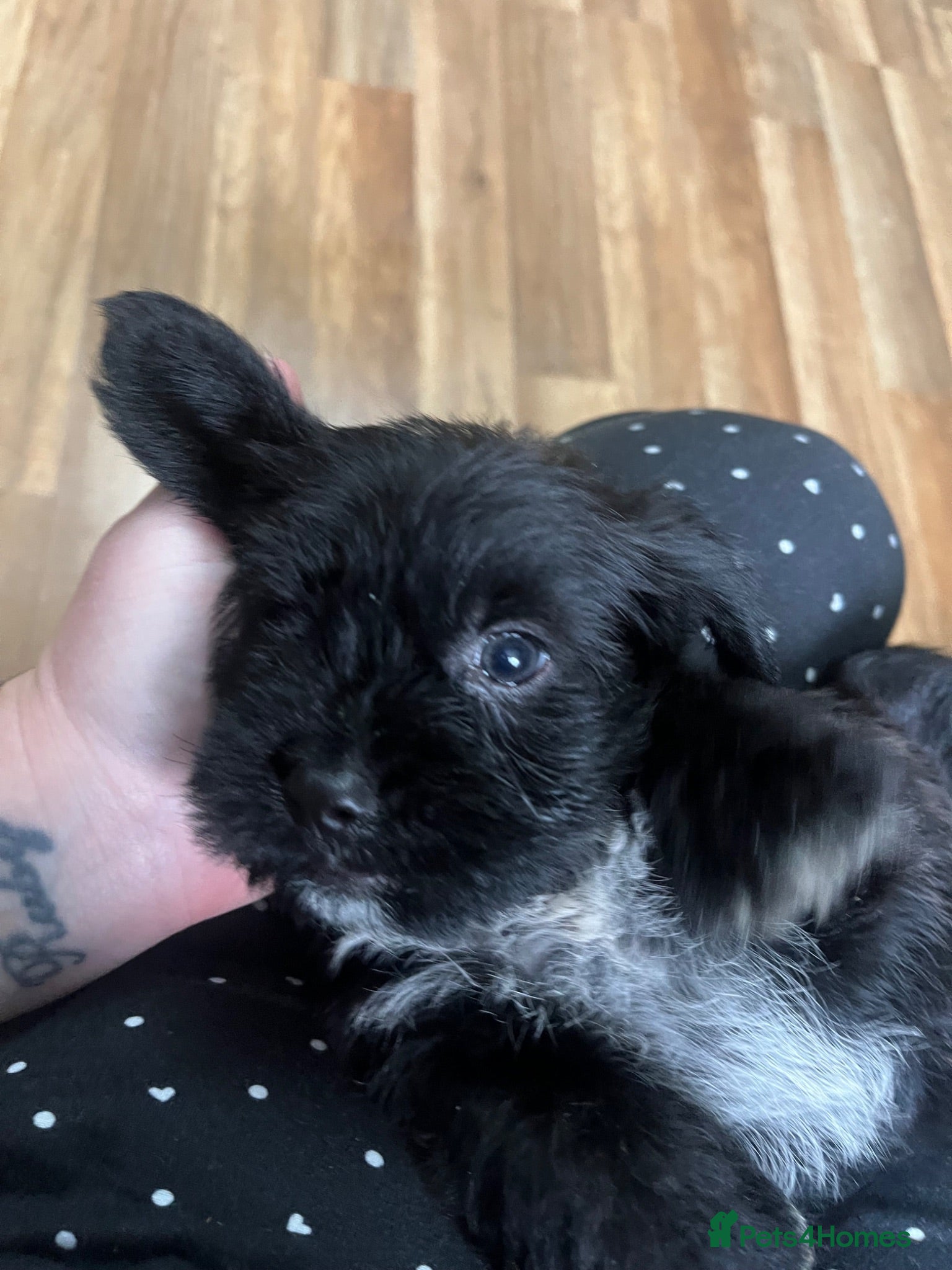 Jack Russell dogs Jack Russell puppies  - Advert 6