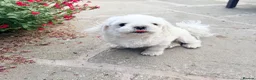Maltese dogs for sale: Full Korean Male Maltese - Advert 21