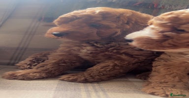 Cockapoo dogs - Advert 4