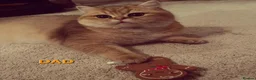 Scottish Fold cats for sale: TICA Reg😼Scottish Fold & Straight kittens😼 - Advert 12