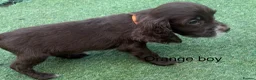 Cocker Spaniel dogs for sale: Beautiful cocker spaniel - Advert 21