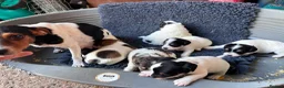 Jack Russell dogs for sale: Stunning rough&smooth coated tri jack Russell pups in Bishop's Stortford - Advert 4