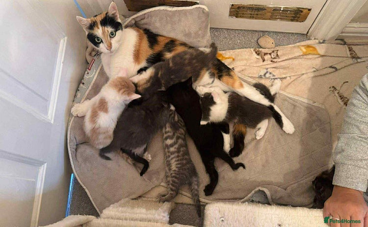 Mixed Breed cats - Advert 9