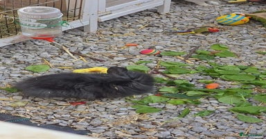 English rabbits - Advert 10