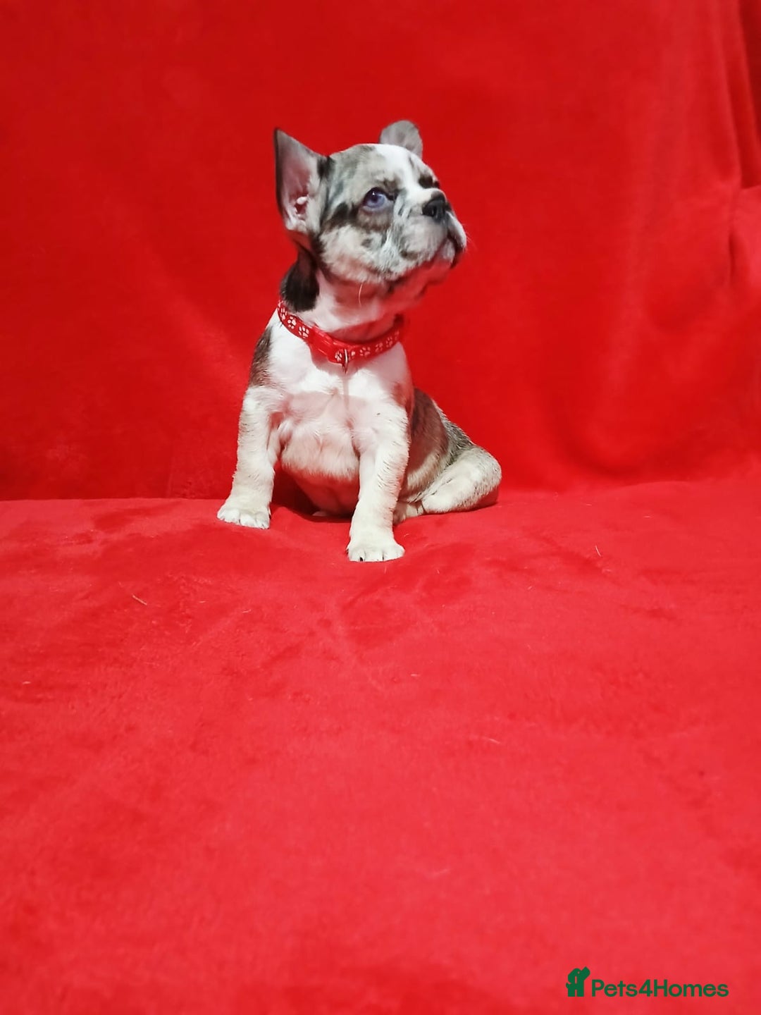French Bulldog dogs for sale: French bulldog - Advert 1