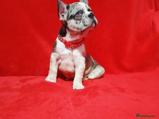 French Bulldog dogs French bulldog - Advert 10