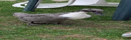 Ducks poultry for sale: 2 female ducks looking for home  - Advert 2