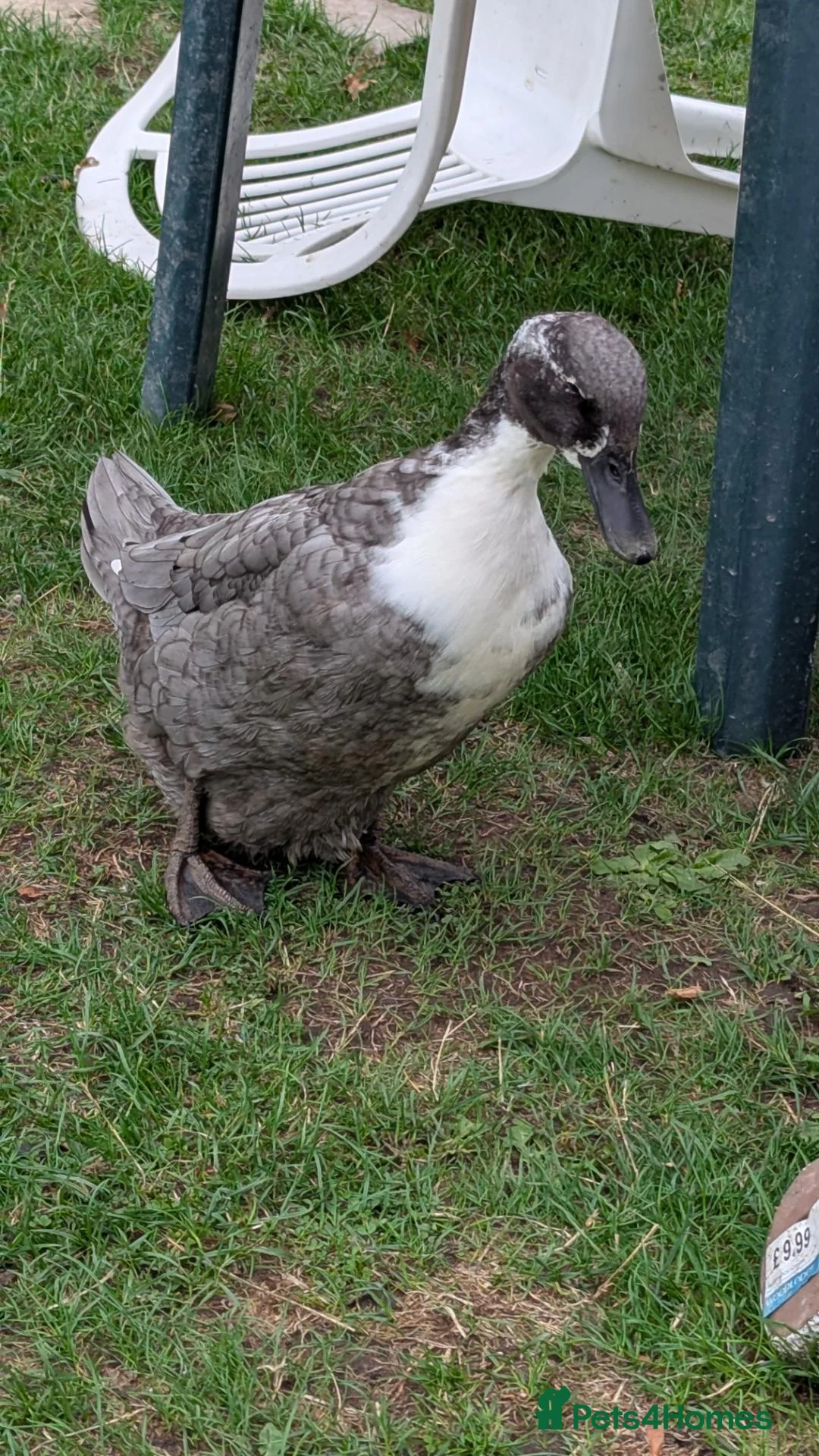 Ducks poultry for sale: 2 female ducks looking for home  - Advert 2